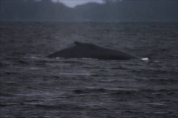 Humpback Whale --(Megaptera novaeangliae) (21900 bytes)