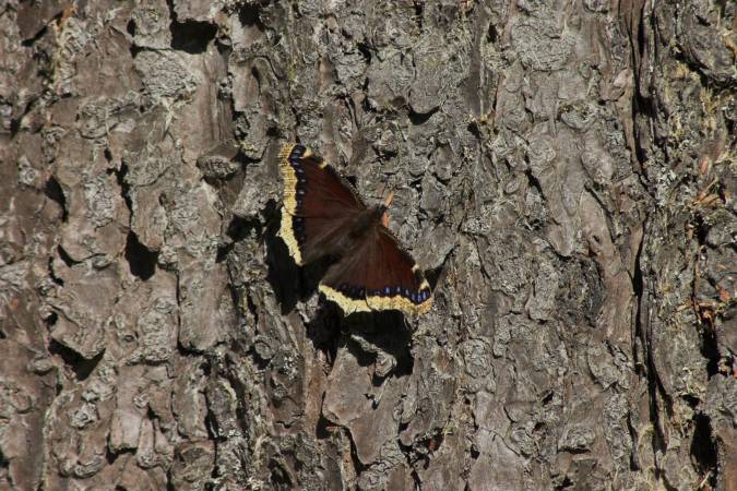 Morning Cloak Butterfly --(Nymphalis antiopa) (84459 bytes)