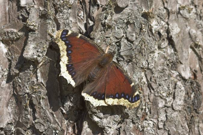 Morning Cloak Butterfly --(Nymphalis antiopa) (73843 bytes)