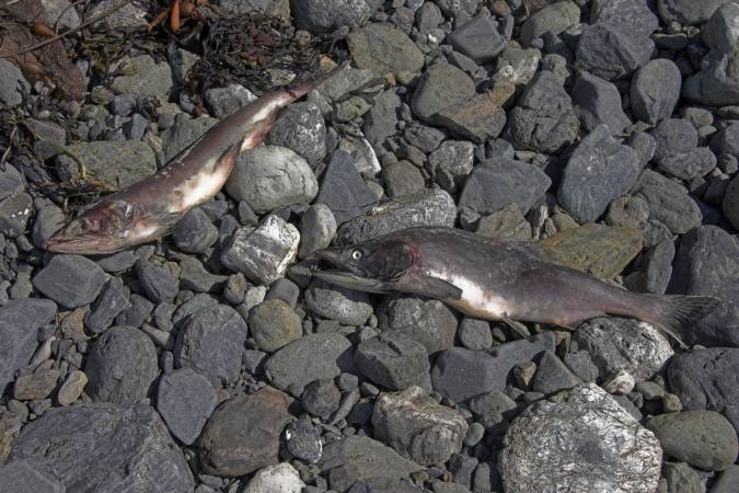 Salmon Bodies --(Oncorhyncus gorbuscha) (69034 bytes)