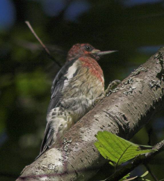 Red-breasted Sapsucker --(Sphyrapicus ruber) (48760 bytes)