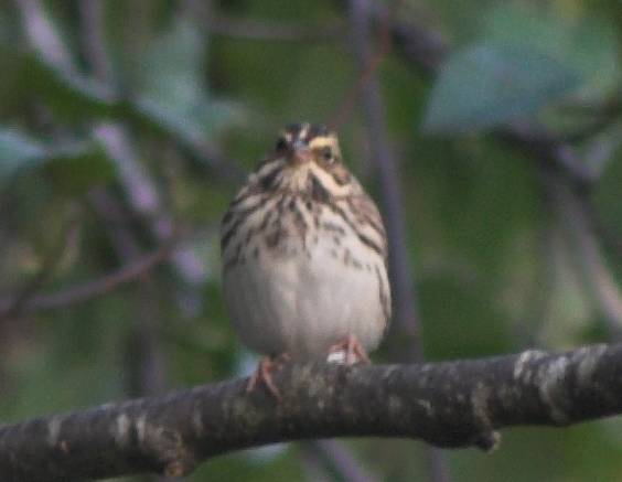 Savannah Sparrow --(Passerculus sandwichensis) (23297 bytes)