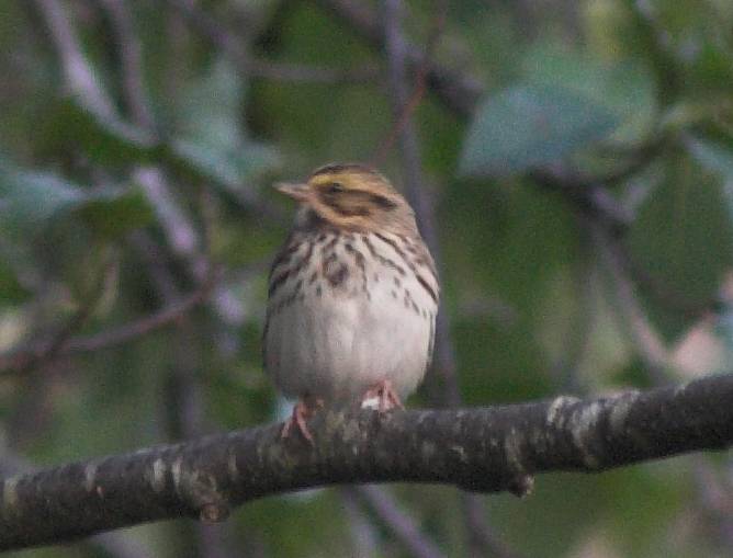 Savannah Sparrow --(Passerculus sandwichensis) (37202 bytes)