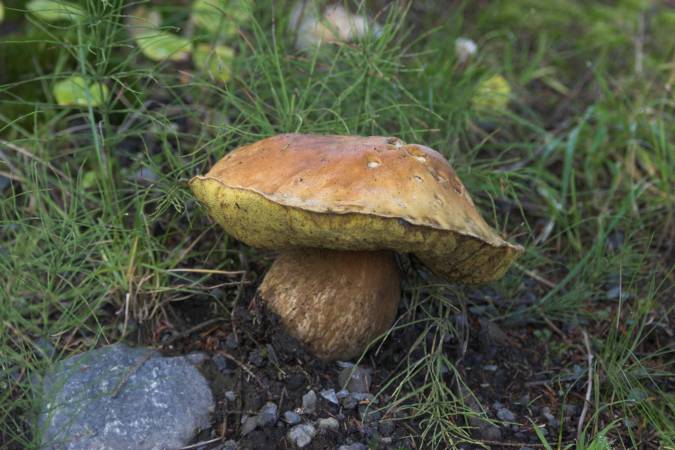 Bolete Mushroom (57361 bytes)