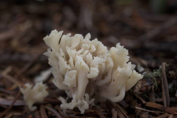 Fungus (28250 bytes)