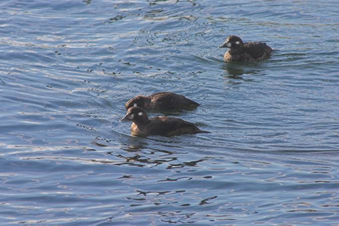 Harlequin Ducks --(Histrionicus histrionicus) (52952 bytes)