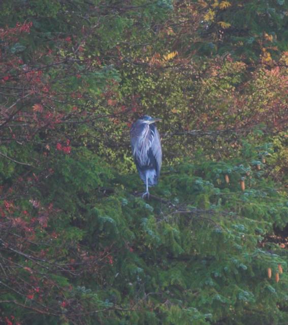 Great Blue Heron in the Trees --(Ardea herodius) (60771 bytes)