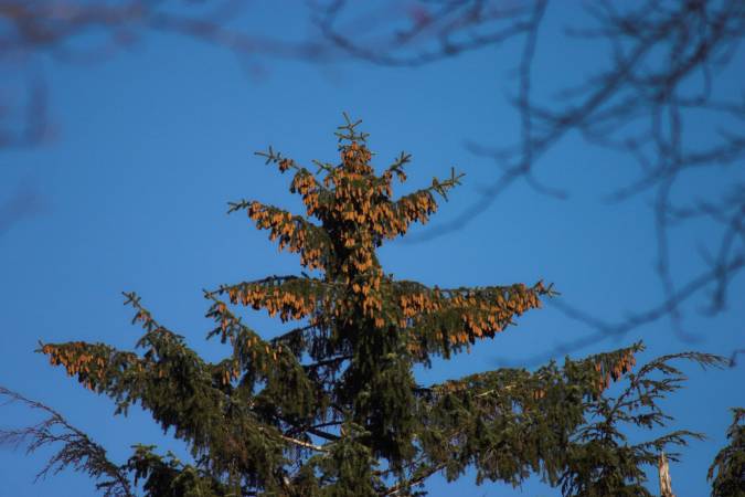 Cones --(Picea sitchensis) (41037 bytes)