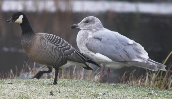 Goose and Gull (35351 bytes)