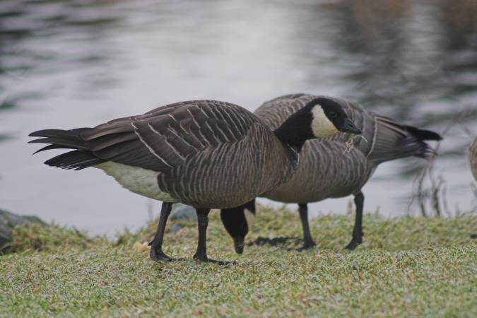 Cackling Geese --(Branta hutchinsii) (42619 bytes)