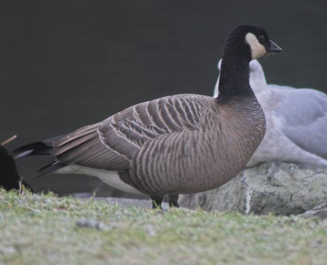 Cackling Goose --(Branta hutchinsii) (32409 bytes)