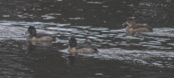 Ring-necked Ducks --(Aythya collaris) (23955 bytes)