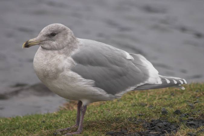 Glaucous-winged Gull --(Larus glaucescens) (32955 bytes)