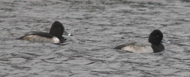 Scaup and Ring-necked Duck --(Aythya spp.) (31063 bytes)
