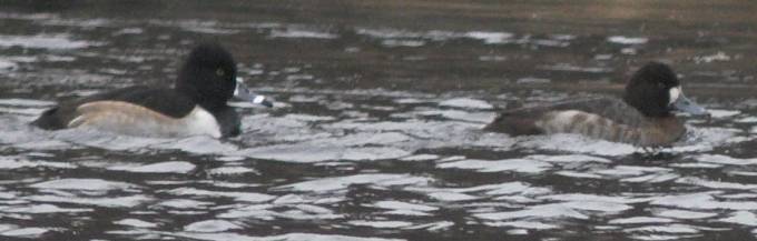 Ring-necked Duck and Scaup? --(Aythya spp.) (27875 bytes)