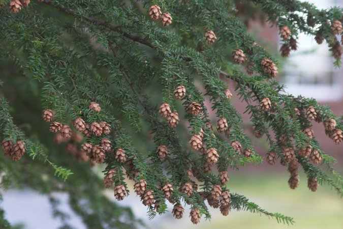 Hemlock Cones --(Tsuga heterophylla) (78332 bytes)