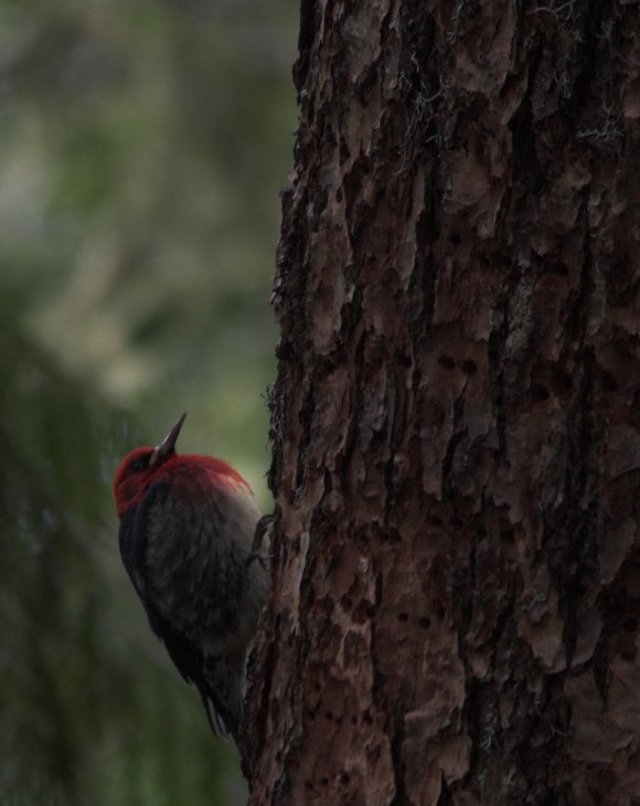 Red-breasted Sapsucker --(Sphyrapicus ruber) (59639 bytes)