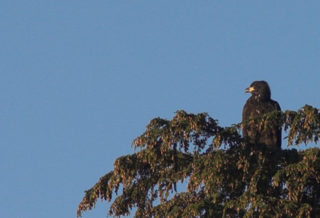 Immature Bald Eagle --(Haliaeetus leucocephalus) (42709 bytes)