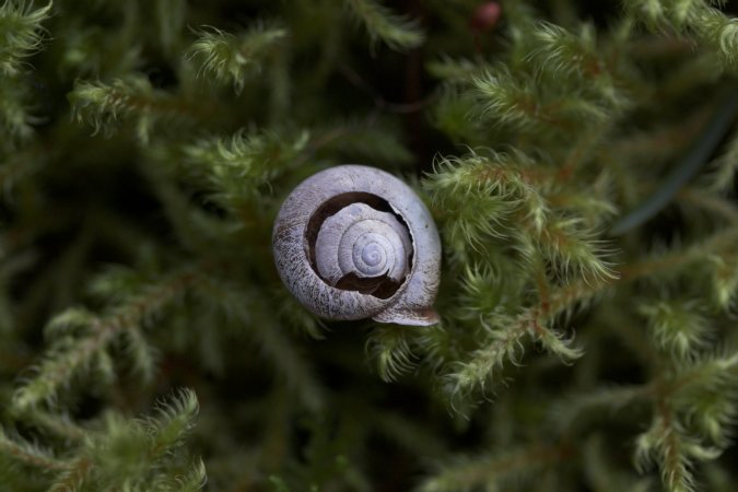 Snail Shell (49037 bytes)