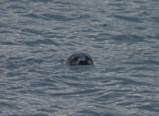 Harbor Seal --(Phoca vitulina) (45347 bytes)