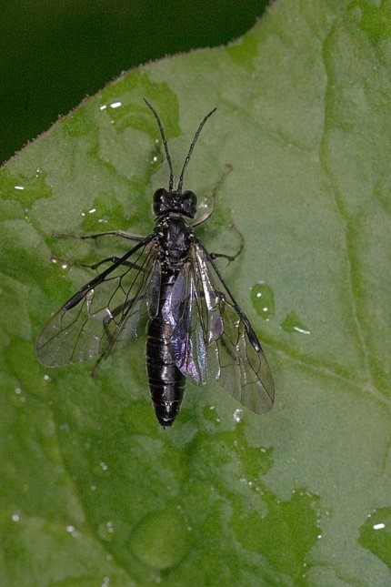 Unidentified Insect (59844 bytes)