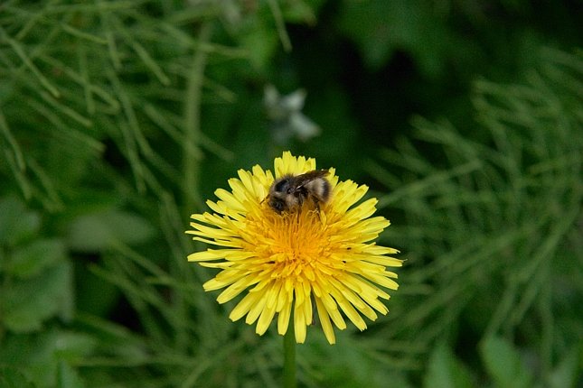 Bumble Bee on Dandelion (55352 bytes)