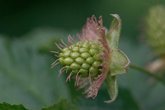 Green Salmonberry --(Rubus spectabilis) (42320 bytes)