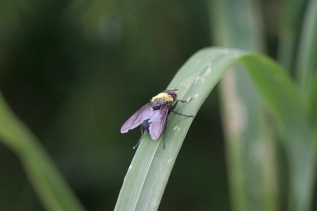 Pollen on a Fly (33918 bytes)