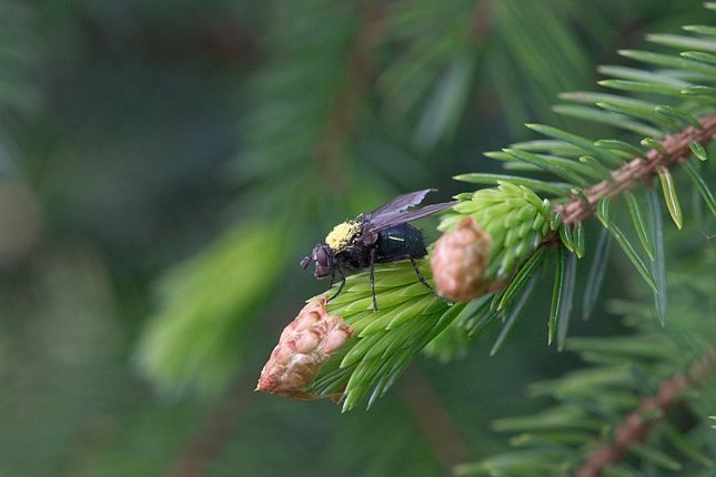 Pollen on a Fly on a Spruce (43178 bytes)