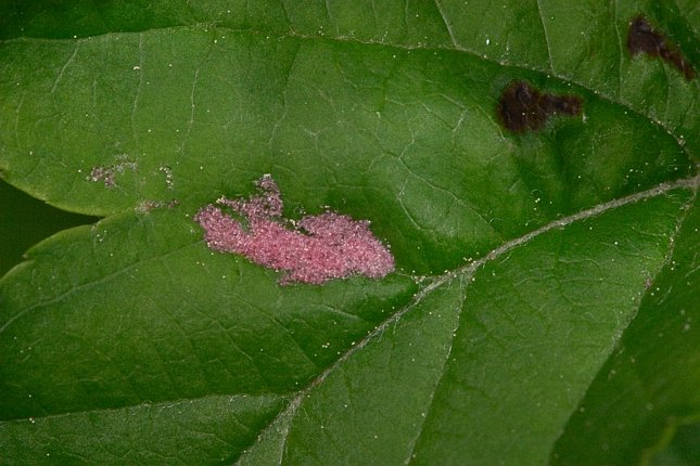 Crabapple Leaf --(Malus fusca) (69954 bytes)