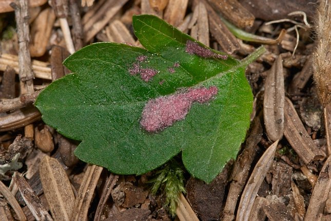 Crabapple Leaf --(Malus fusca) (93544 bytes)