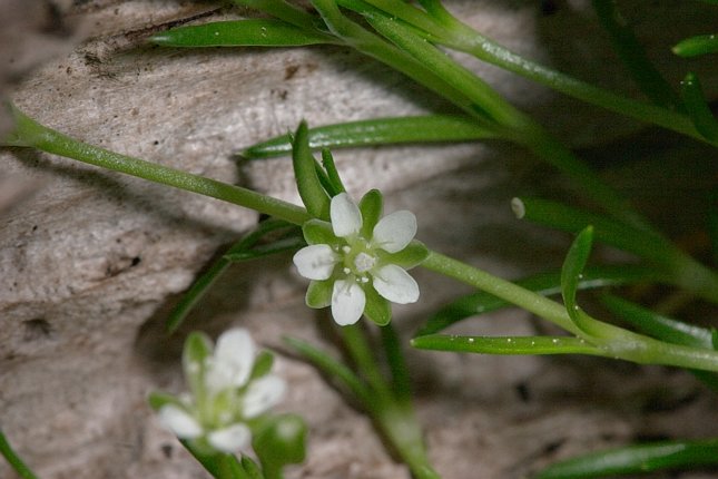 Pearlwort Flower --(Sagina sp.) (55172 bytes)