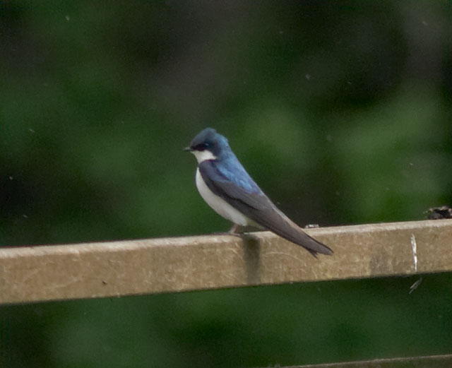 Tree Swallow --(Tachycineta bicolor) (37887 bytes)