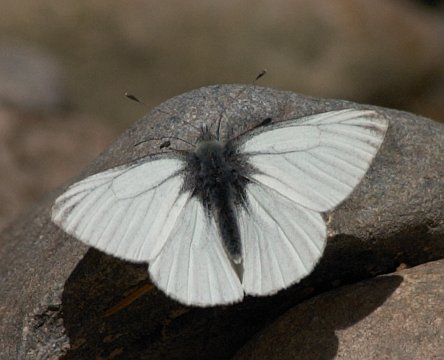 White Butterfly (32802 bytes)