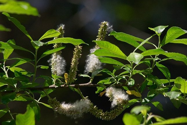 Willow --(Salix sp.) (71989 bytes)