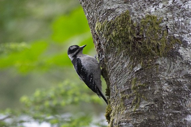 Downy Woodpecker --(Picoides pubescens) (78940 bytes)