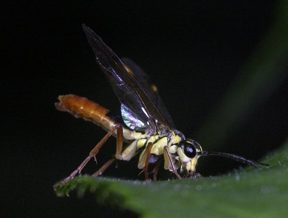 Wasp (37674 bytes)