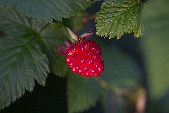 Salmonberry --(Rubus spectabilis) (48359 bytes)