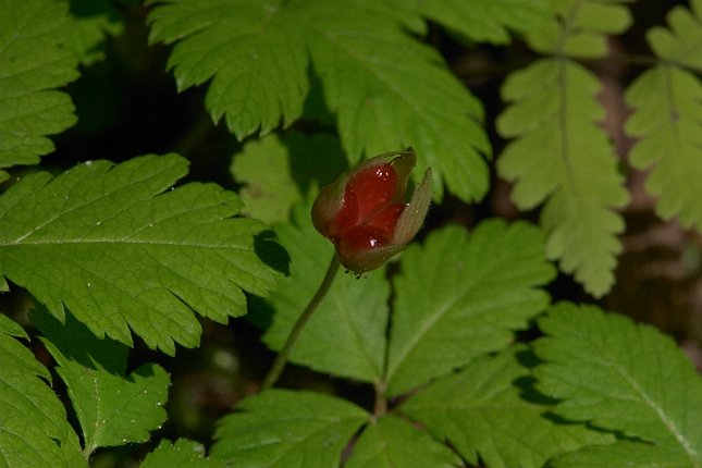 Trailing Raspberry --(Rubus pedatus) (46593 bytes)