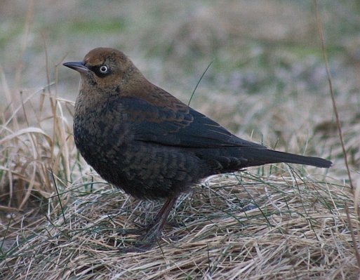 Rusty Blackbird --(Euphagus carolinus) (57926 bytes)