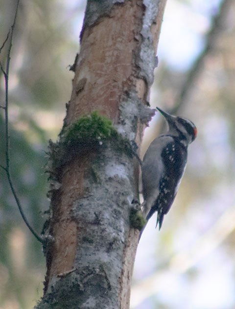 Hairy Woodpecker --(Picoides villosus) (71341 bytes)