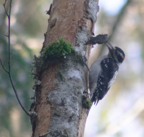 Hairy Woodpecker --(Picoides villosus) (57698 bytes)