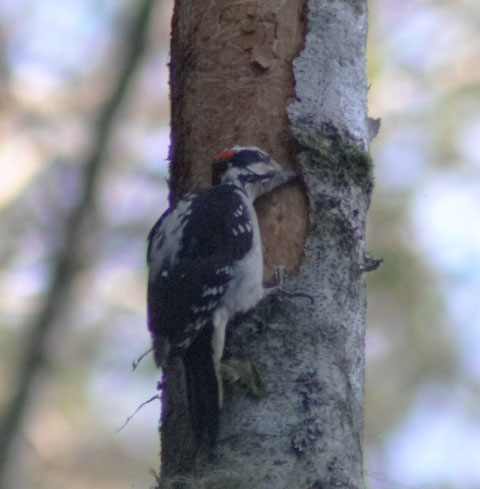 Hairy Woodpecker --(Picoides villosus) (42748 bytes)