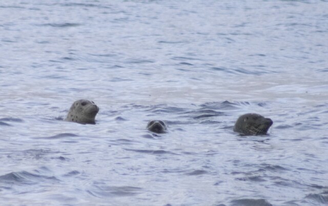 Harbor Seals --(Phoca vitulina) (53571 bytes)