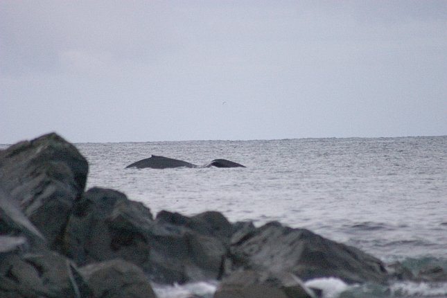 Humbpack Whales --(Megaptera novaeangliae) (43002 bytes)