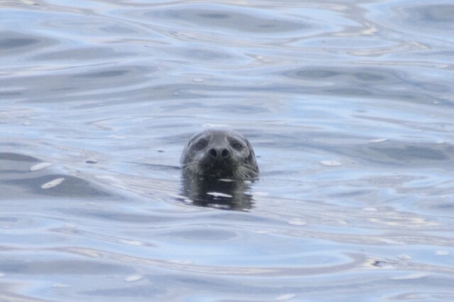 Harbor Seal --(Phoca vitulina) (44795 bytes)