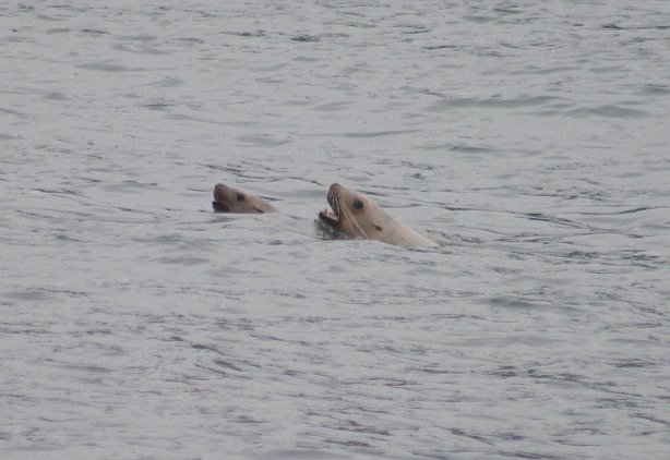 Pair of Steller's Sea Lions --(Eumetopias jubatus) (49601 bytes)