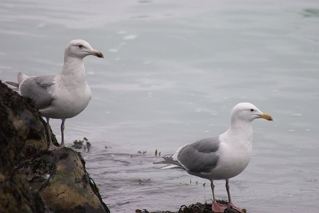 Gulls --(Larus spp.) (40416 bytes)