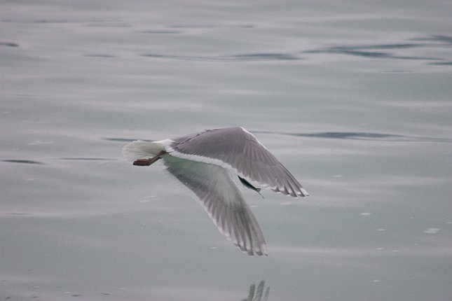 Flying Gull --(Larus sp.) (30662 bytes)