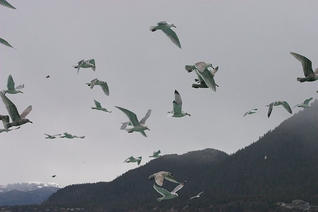 Flying Gulls --(Larus spp.) (34997 bytes)
